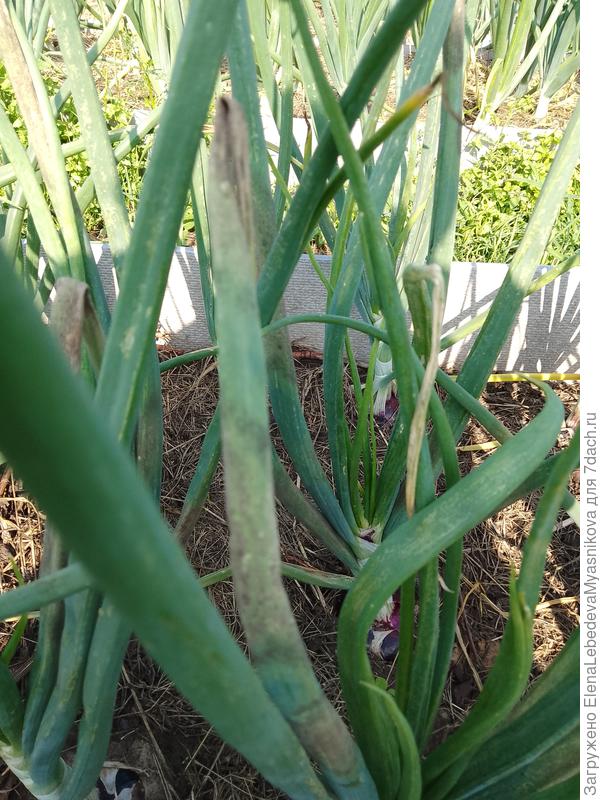 Вот таких несколько кустов, но третий день жара, надеюсь остальной быстро не заболеет.Этот выдернула на еду.