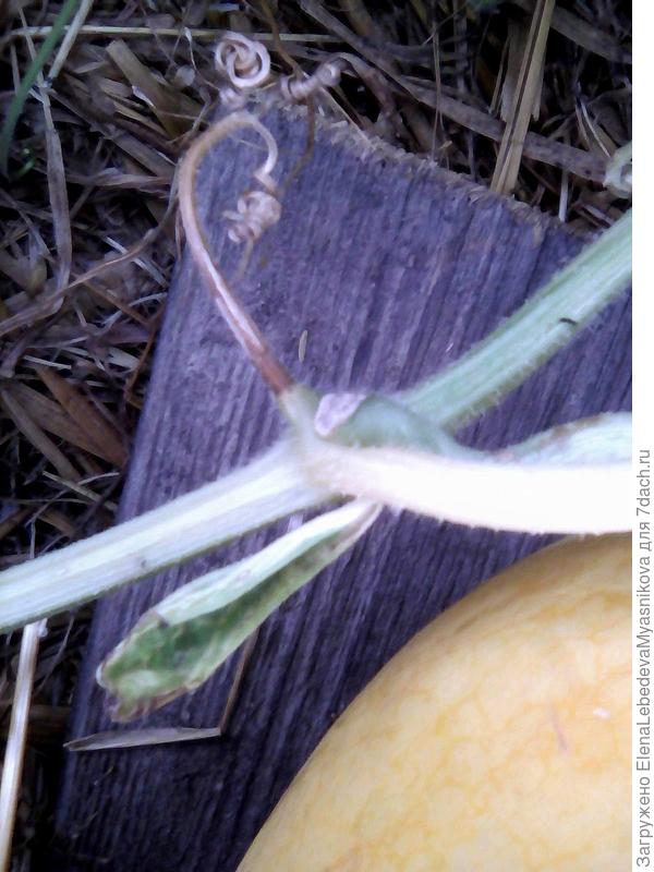 Усохший усик и рядом маленький листик лодочкой- лопаточка.Здесь только начинает подсыхать.