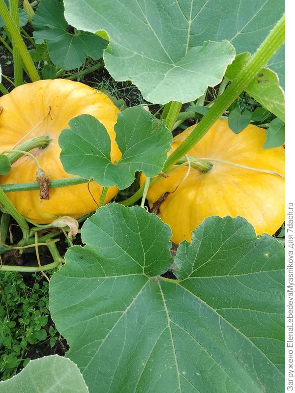 Уже большие по5 кг точно есть.