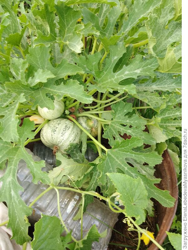 Круглый кабачок