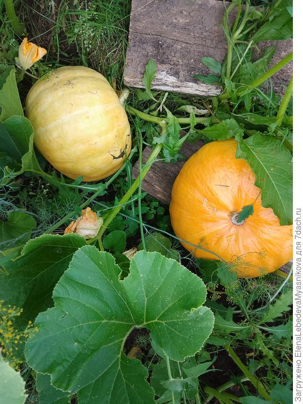 Ранние сорта.