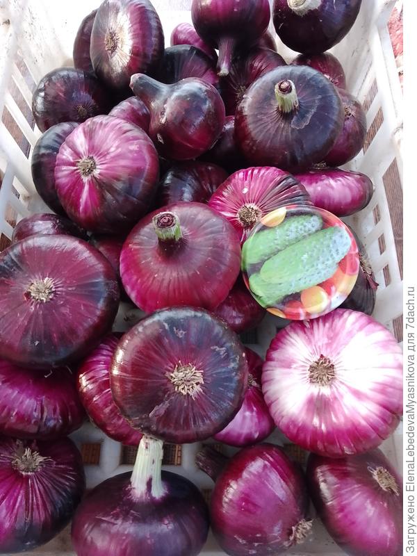 Провели дегустацию- сладкий.