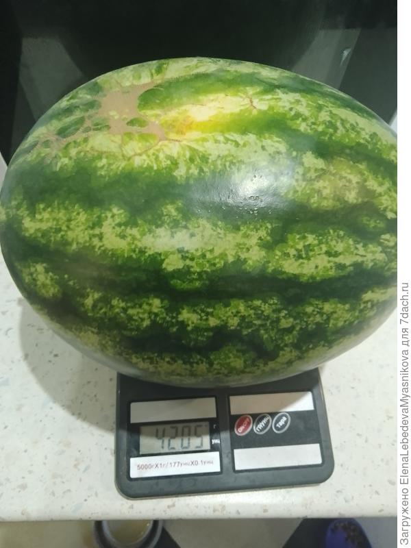 Арбуз Один F1