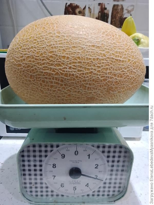 Стала обрезать ботву, а в воздухе запах медовый.Оказывается первая дыня готова.ВикторияF 1, очень нежный вкус.