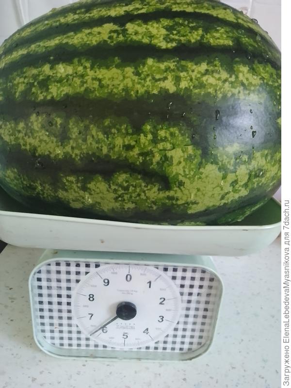 Вчерашний ОдинF1