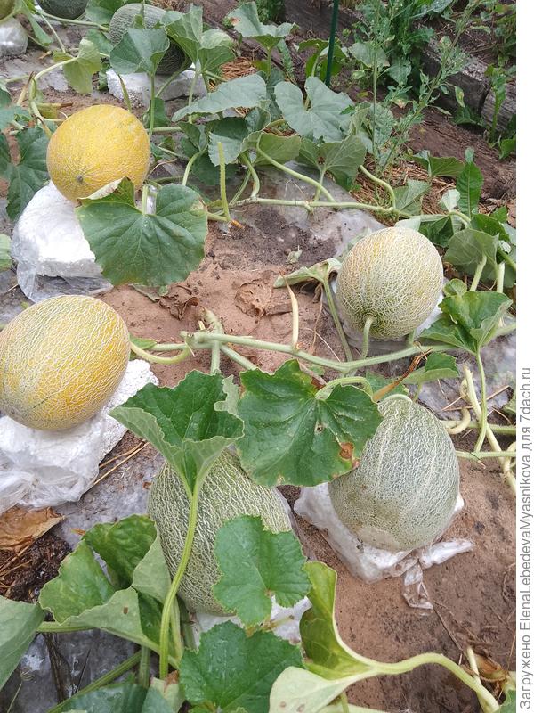 Листья почти все с болячка и, а ещё и дождь пошел.