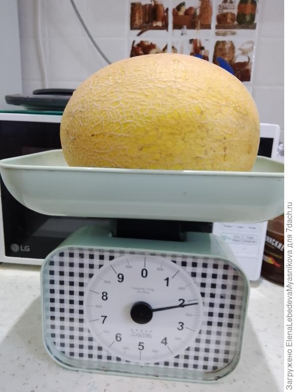 Дыня Виктория