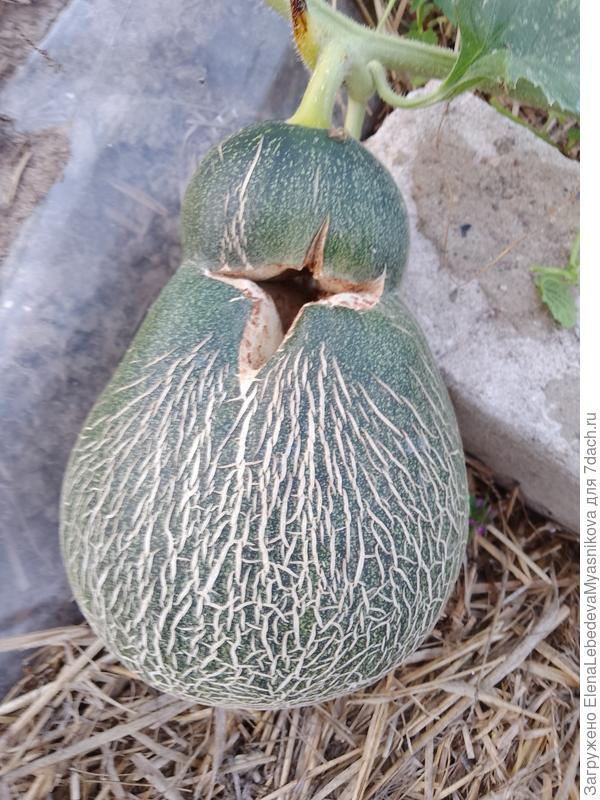 Дынька с дыркой зарастила края и продолжает спеть.