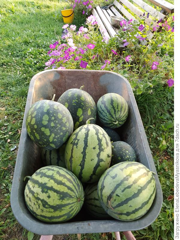 На грядке остались шесть штук, где то на 2-3 кг, со второй волны цветения.Думаю вызреют.