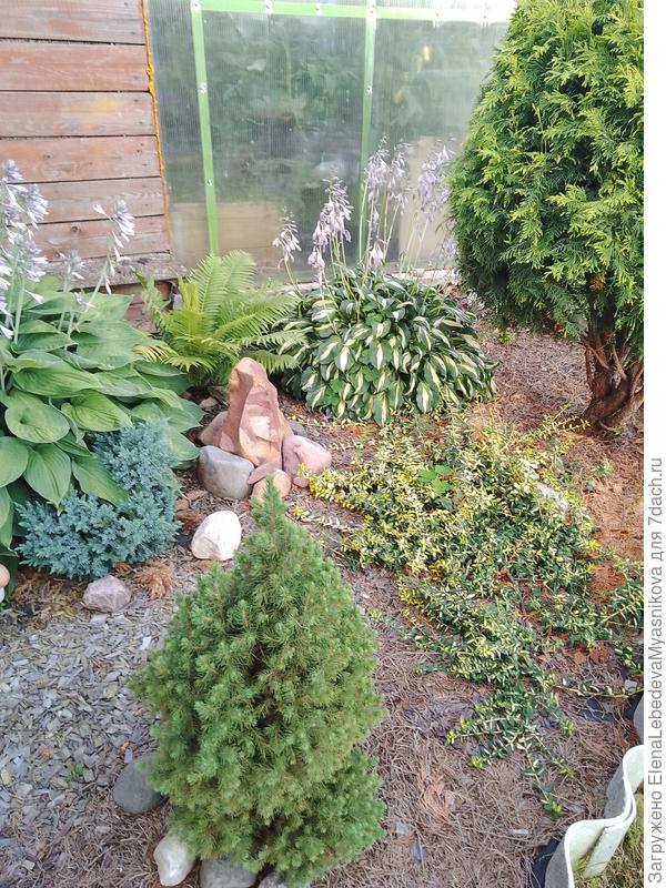 Какой то из сортов бересклета Форчуна.