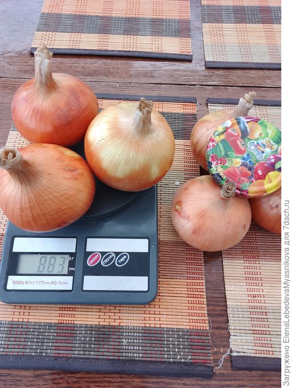 Лук Ламика выращен рассадой.