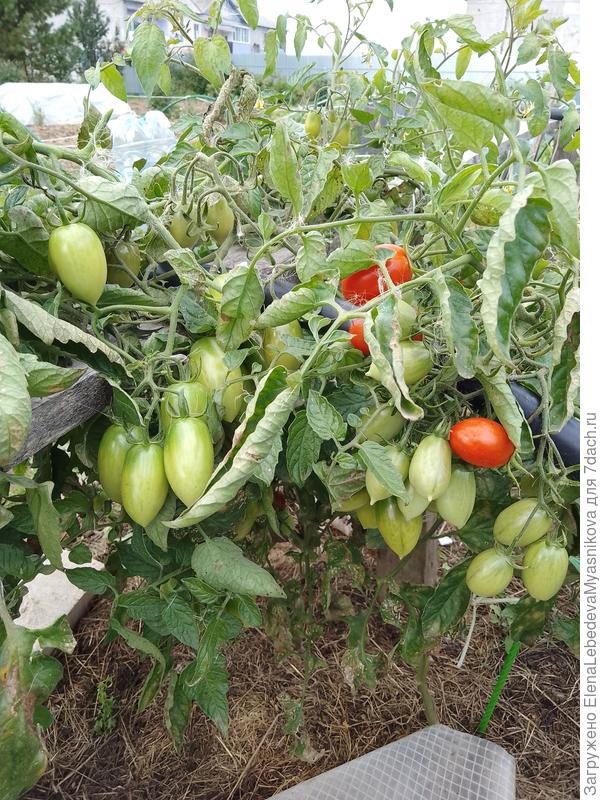 А вот Чезарино очень урожайный, с трех кустов собрала около ведра, а ведь это уже третий сбор.