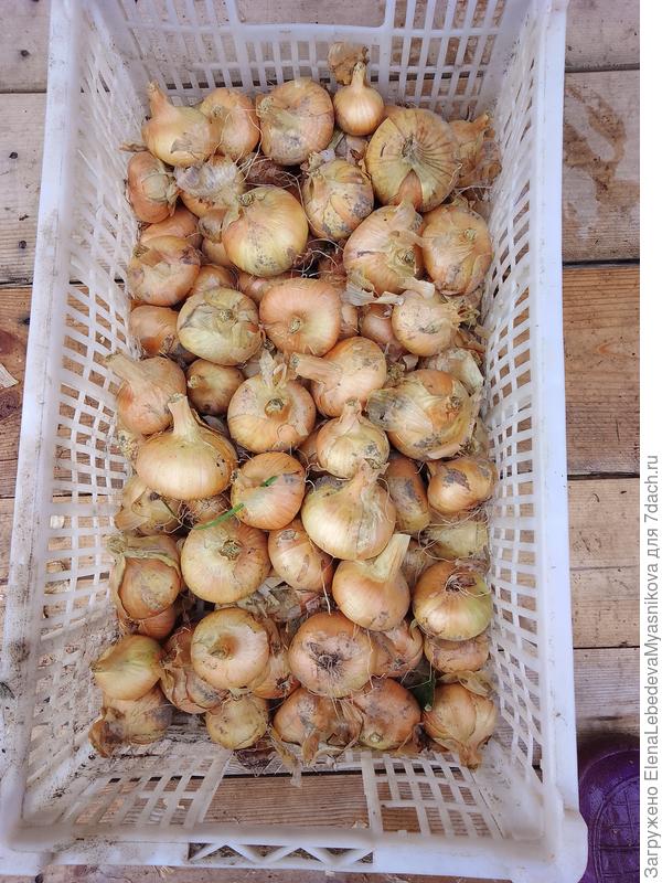 Даже семейный вырос крупным.Мелкий замариновала с  помидорами.