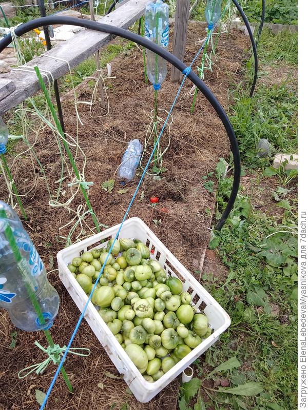 Собрала два ящика зелени.