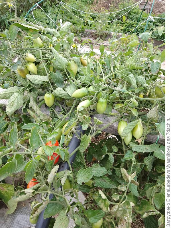 Отличные сливки, хоть вылить, хоть мариновать.Вкус тоже на высоте.