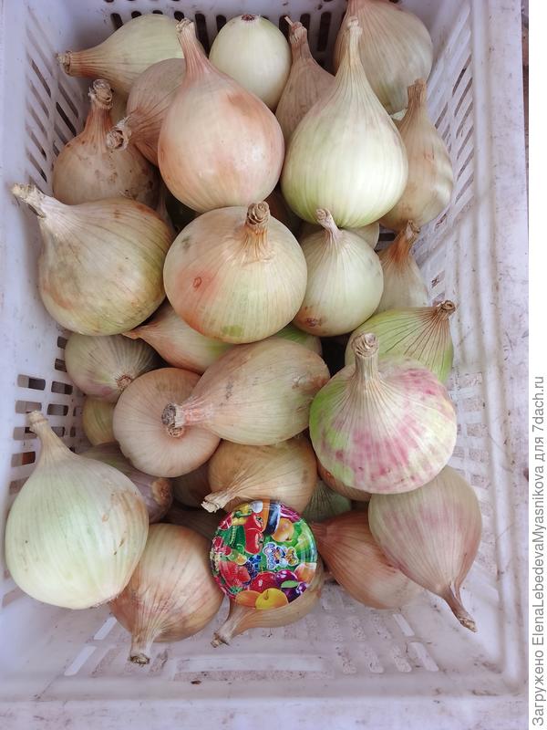 Один ящик уже уехал к детям, тоже посажен был 1 г.