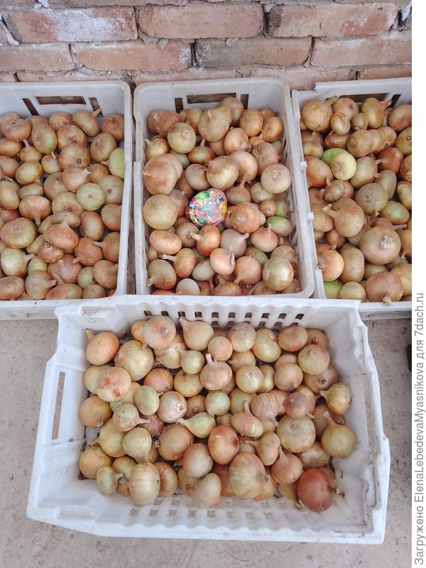 Лук Халцедон и севок Штутгарден