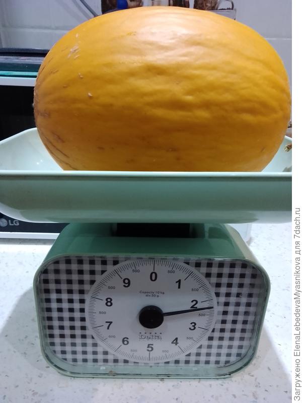 Для хранения очень хорош сорт дыни Канария. Мякоть плотная, но сочная и в меру сладкая, гнилых не было.