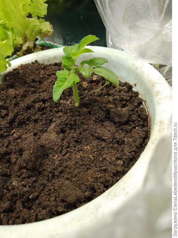 А это укоренённый пасынок с этого куста.