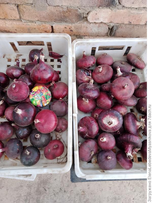 Рушана, а мне Ялтинский на вкус очень понравился, мы его до Нового Года съели.