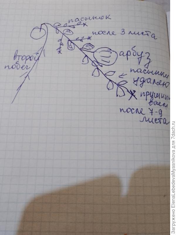 Всё на что способна.