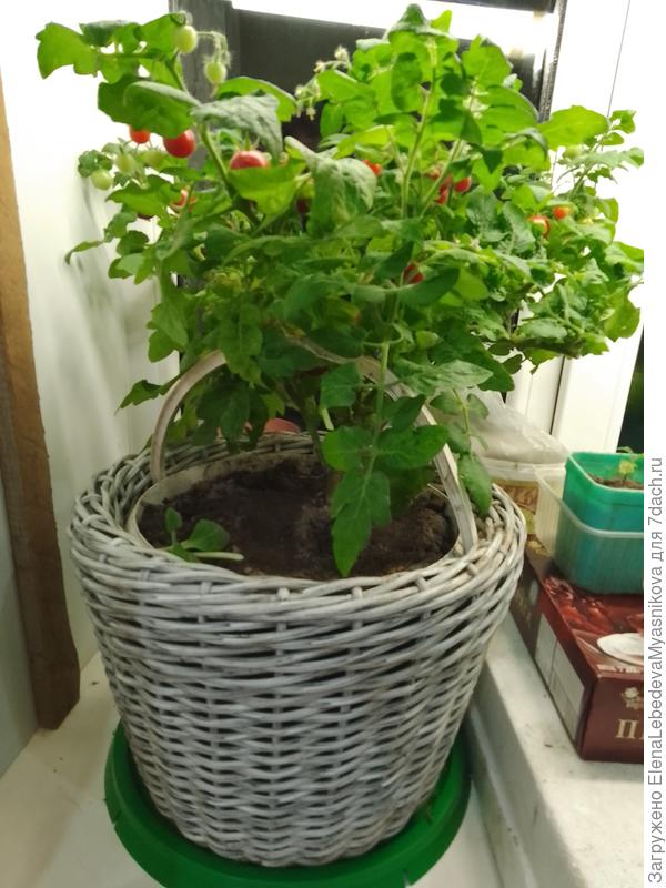 Осенью ведро с горшечные томатом дозревает дома в Ленином кашпо.