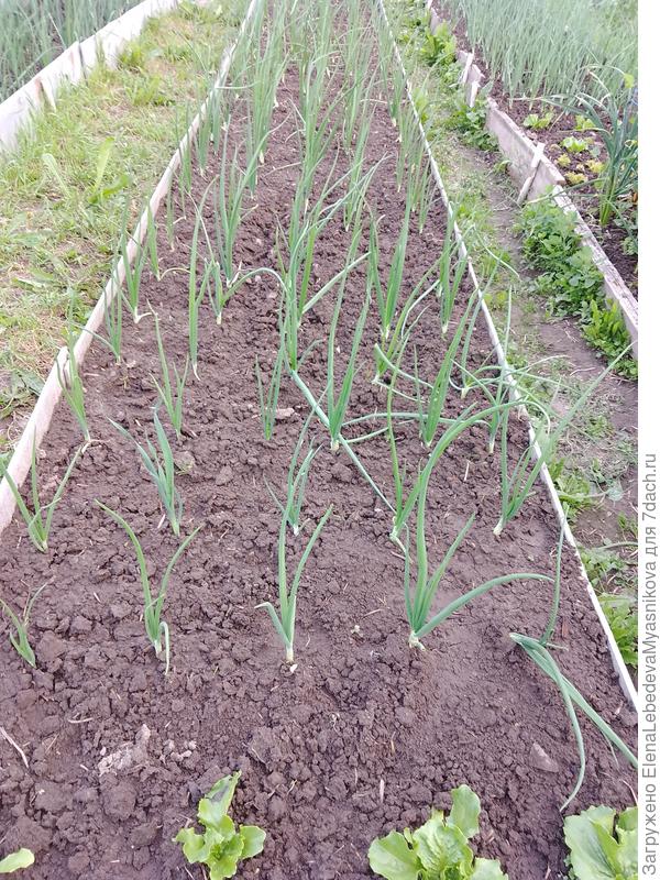 Лук из рассады на хранение.