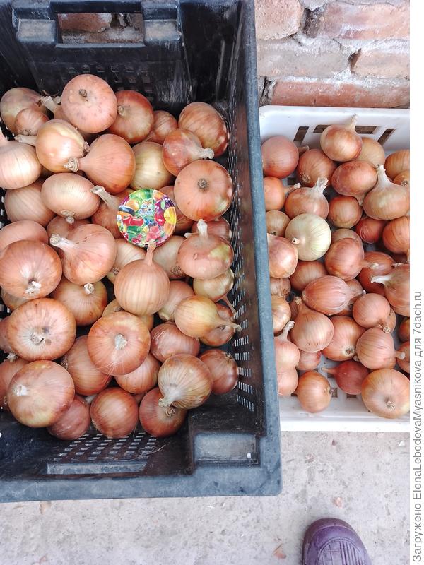 Урожай из рассады.