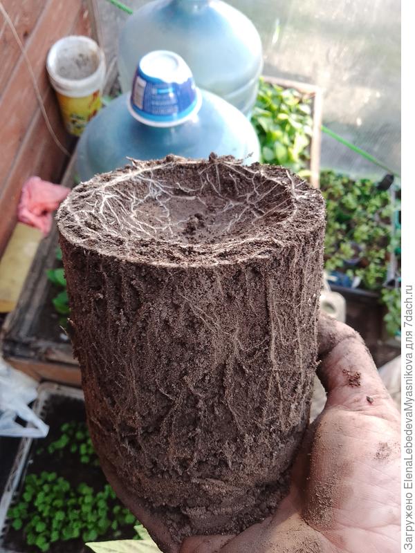 С корневой всё отлично.