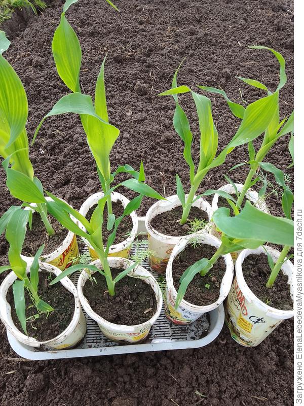Рассада кукурузы- ведерки без отверстий.