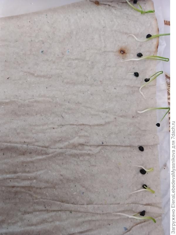 Первый раз пробовала лук посеять в улитку.