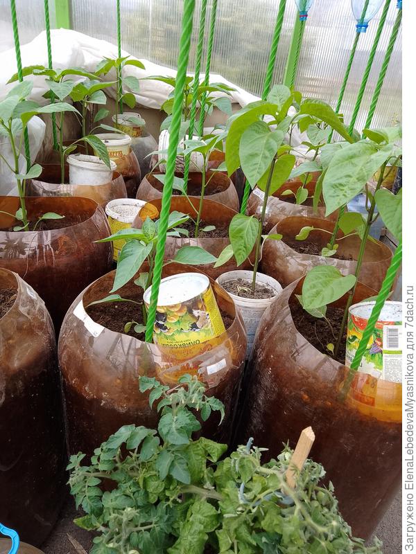 Перцы в пристенной теплице.