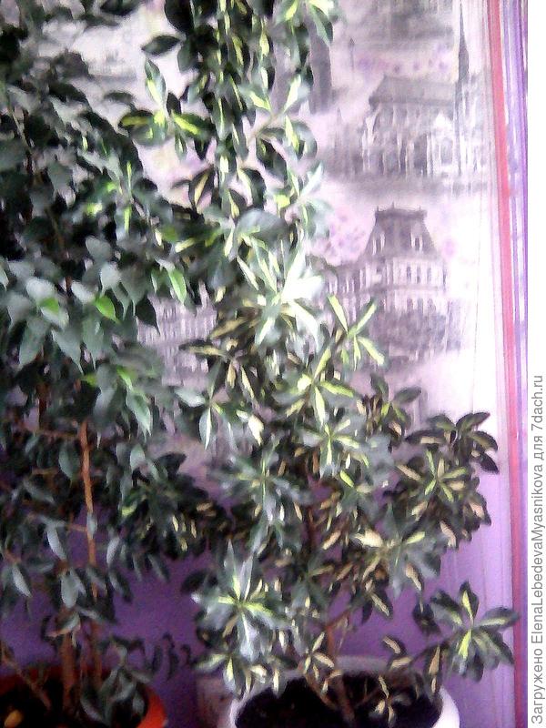 Вереск, если не ошибаюсь, а мебель красивая пока только в планах.ь