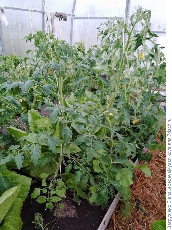 Вот здесь уже всем свободно..У меня здесь и арбузы и огурцы 7 штук, я их даже дождевала, чтоб клеща не было, правда в первой половине дня.