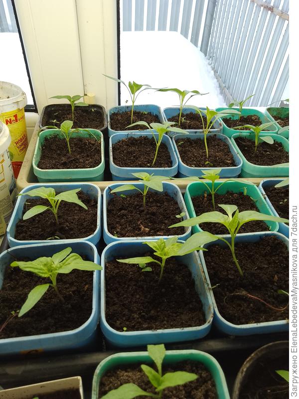 Моим первым горшкам тоже больше 25 лет.У меня их 3 комплекта: по 12 штук в высоком ящике.