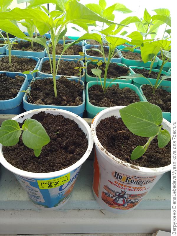 Два кустика Тёти Молли вчера рассадила в отдельные квартиры.