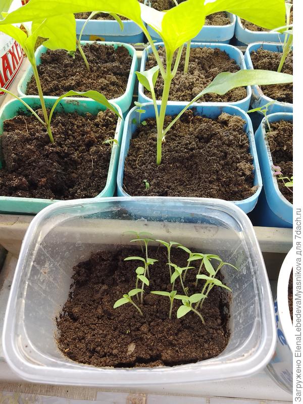 И взошла ещё куча опоздавших Придется пристраивать в хорошие руки.