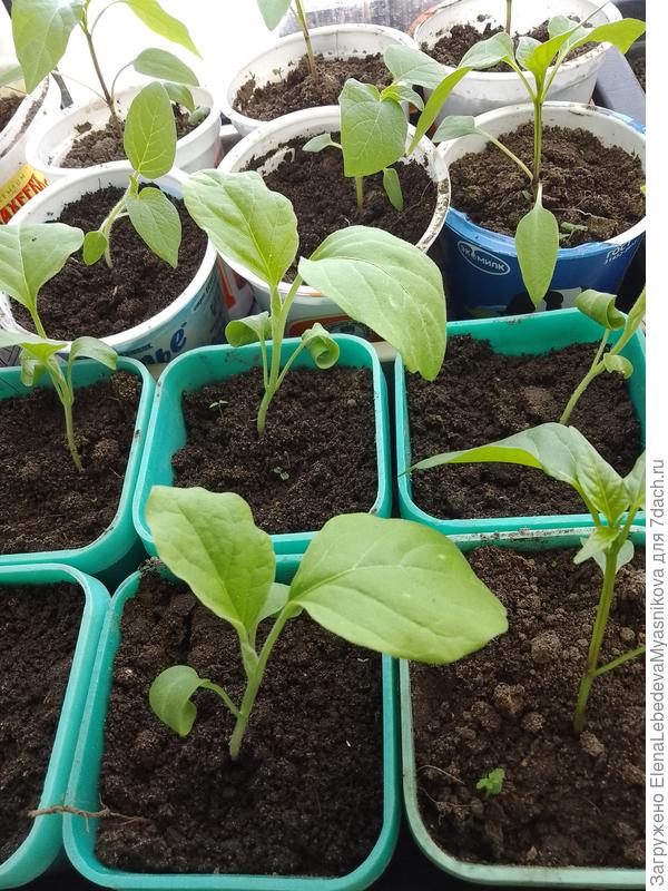 Наташа, у меня тоже листья кудрявые, хотя и солнца немного.Я нынче дала им последний шанс.Если не вырастут,  то больше я с ними не дружу. Попробую пораньше их в темноту убирать.