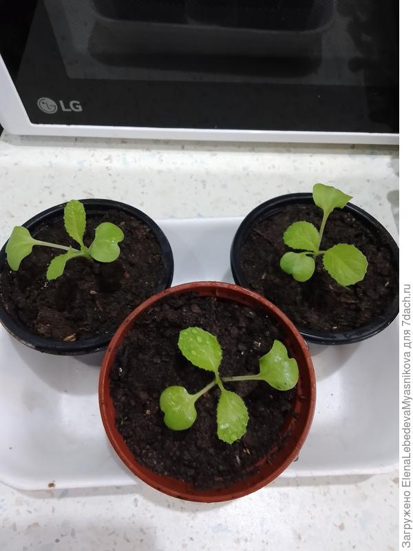 Вчера выставила в теплицу, хватит уже нежится дома.ПекинкаЧа- Ча