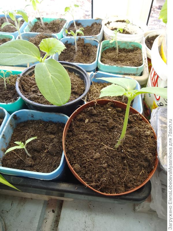 Я уже начала огуречный сезон, ещё два уже посеяны должны вот- вот взойти, через неделю ещё два посею.Это на ранний урожай в теплицу.Погода непредсказуемая, вот и готовлю три пары горшков с огурцами, потом выберу которые по развитию подойдут.Сеяла Кураж от Гавриша.