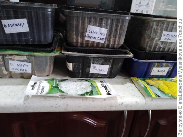 Посадила шесть сортов, по 6 семечек