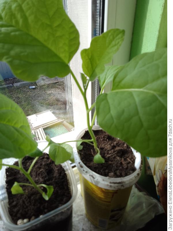 Надо ли их чем то подкормить? Грунт свой с добавлением золы.