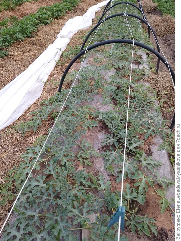 Я сразу оставляю только два стебля, пасынки вначале оставляю с тремя листьями, а потом, как у томатов выламываю.После арбуза оставляю 7-9 листов.