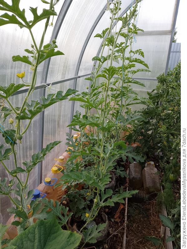 Завязались невысоко и я плети просто приспустила, чтоб люльки им не вешать.