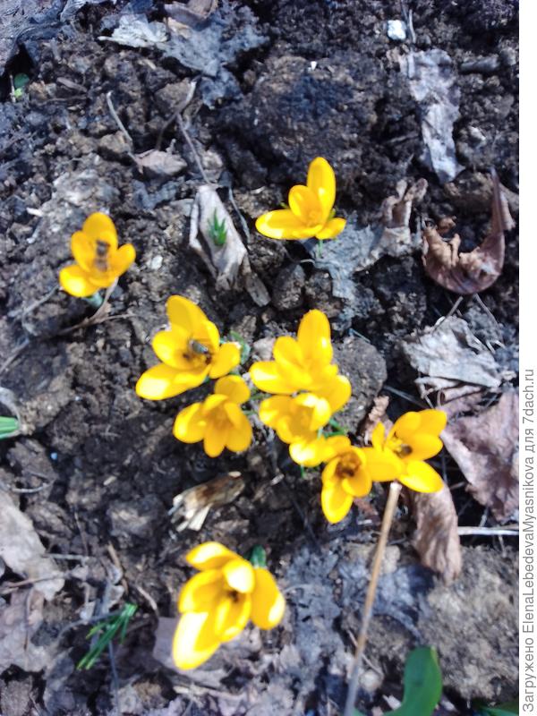 В каждом цветочке крокуса по поселке.