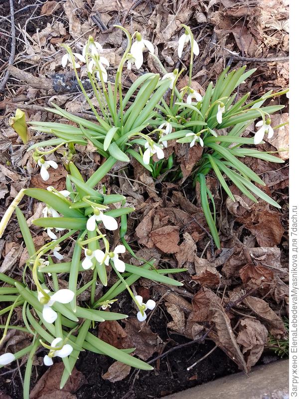 А здесь тоже были, но я их видимо вспугнула, улетели