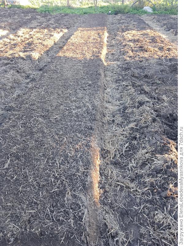 Грядка под арбузы, ещё без пленки.