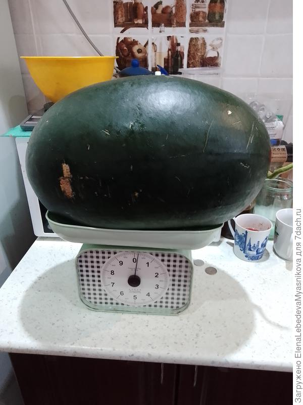 Это для сомневающихся в успехе.Арбуз Люсия.С темной коркой в магазине у нас в деревне не купишь.