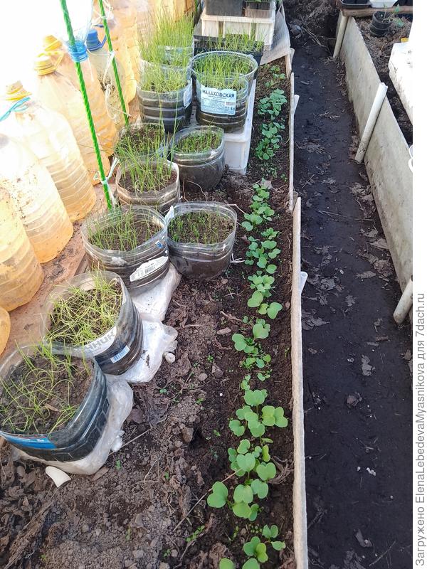 Моё луковое царство, в двух горшках уже почти загнулся, остальной в теплице приходит в себя.