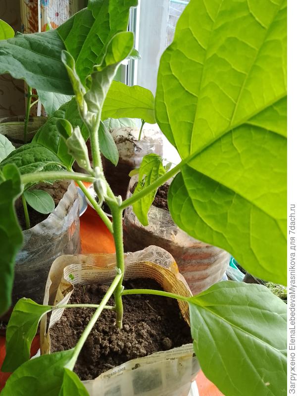 Похоже до огорода они у меня не вытерпят .Хватит ли им объёма 3 ведра большой пивной кегли. Тогда бы я их высадила через недельку в пристенную теплицу  Перцы в них растут нормально.